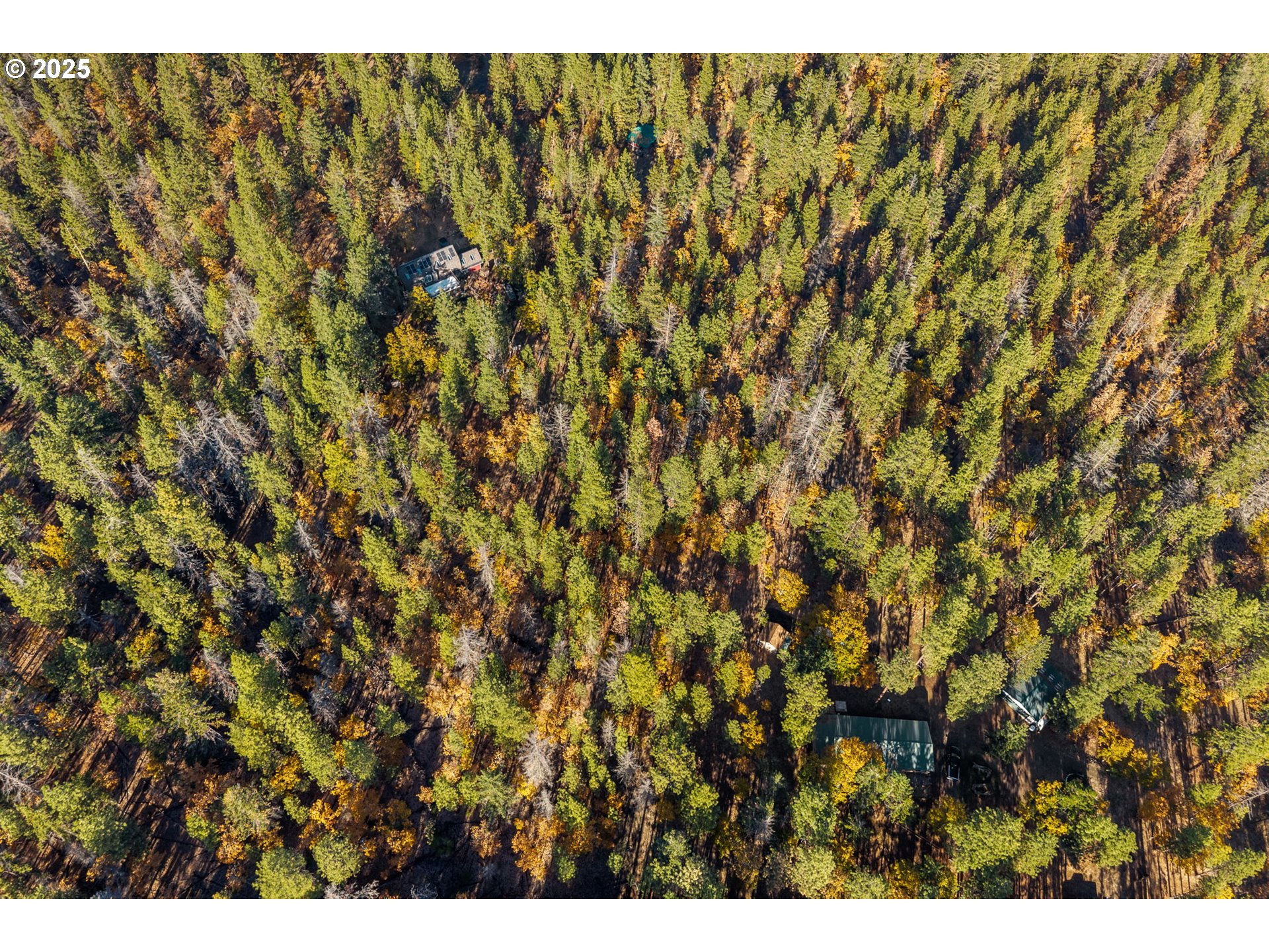 126 NOBLE FIR