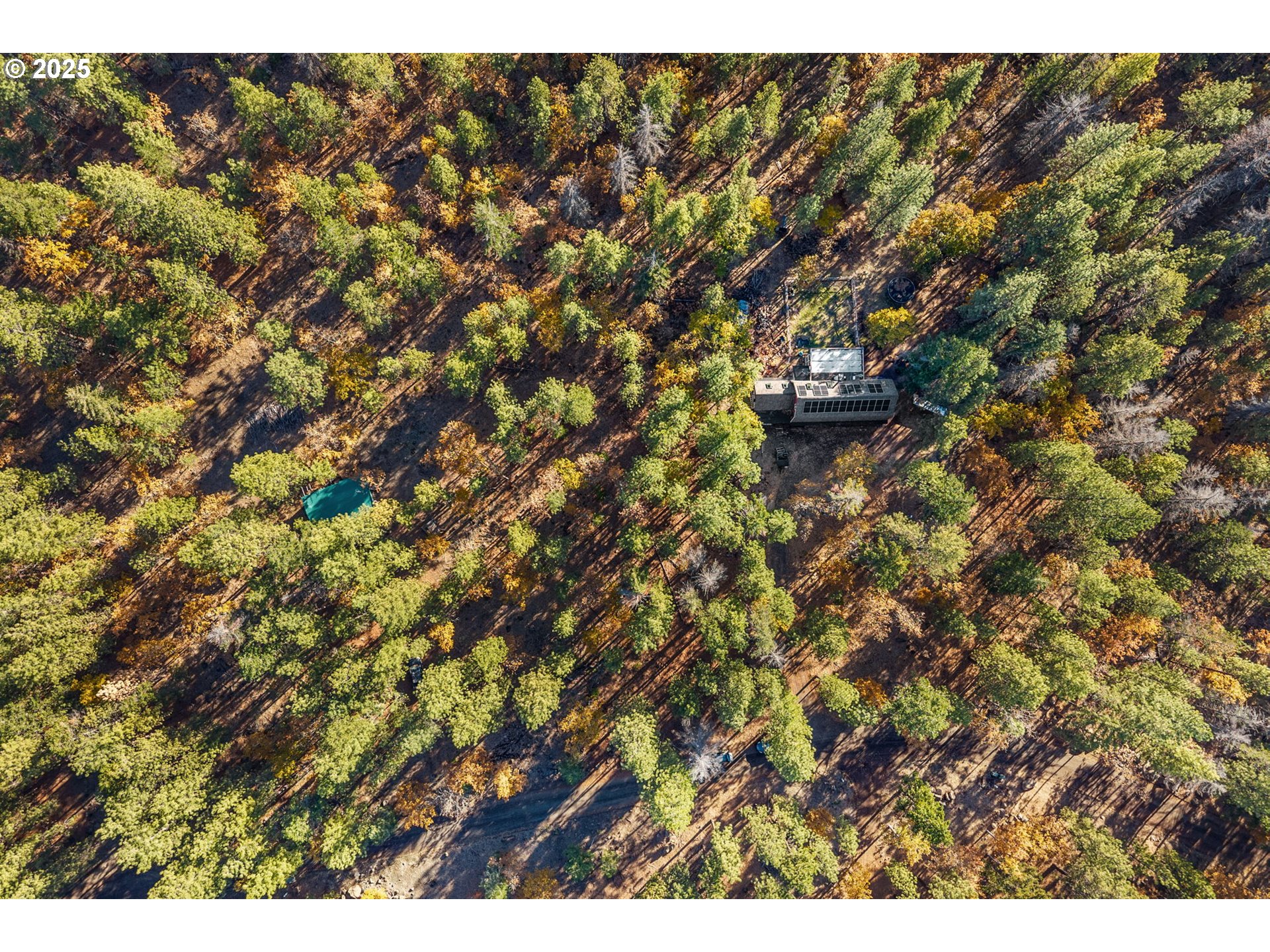 126 NOBLE FIR