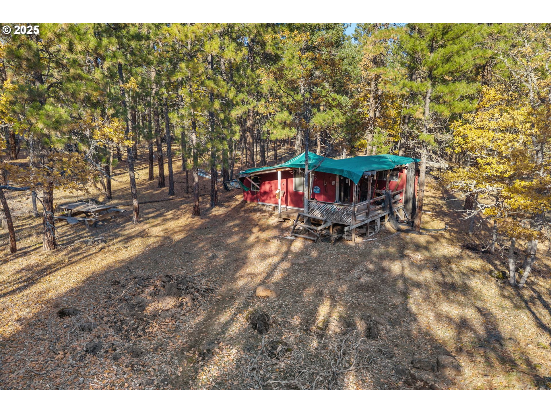 126 NOBLE FIR