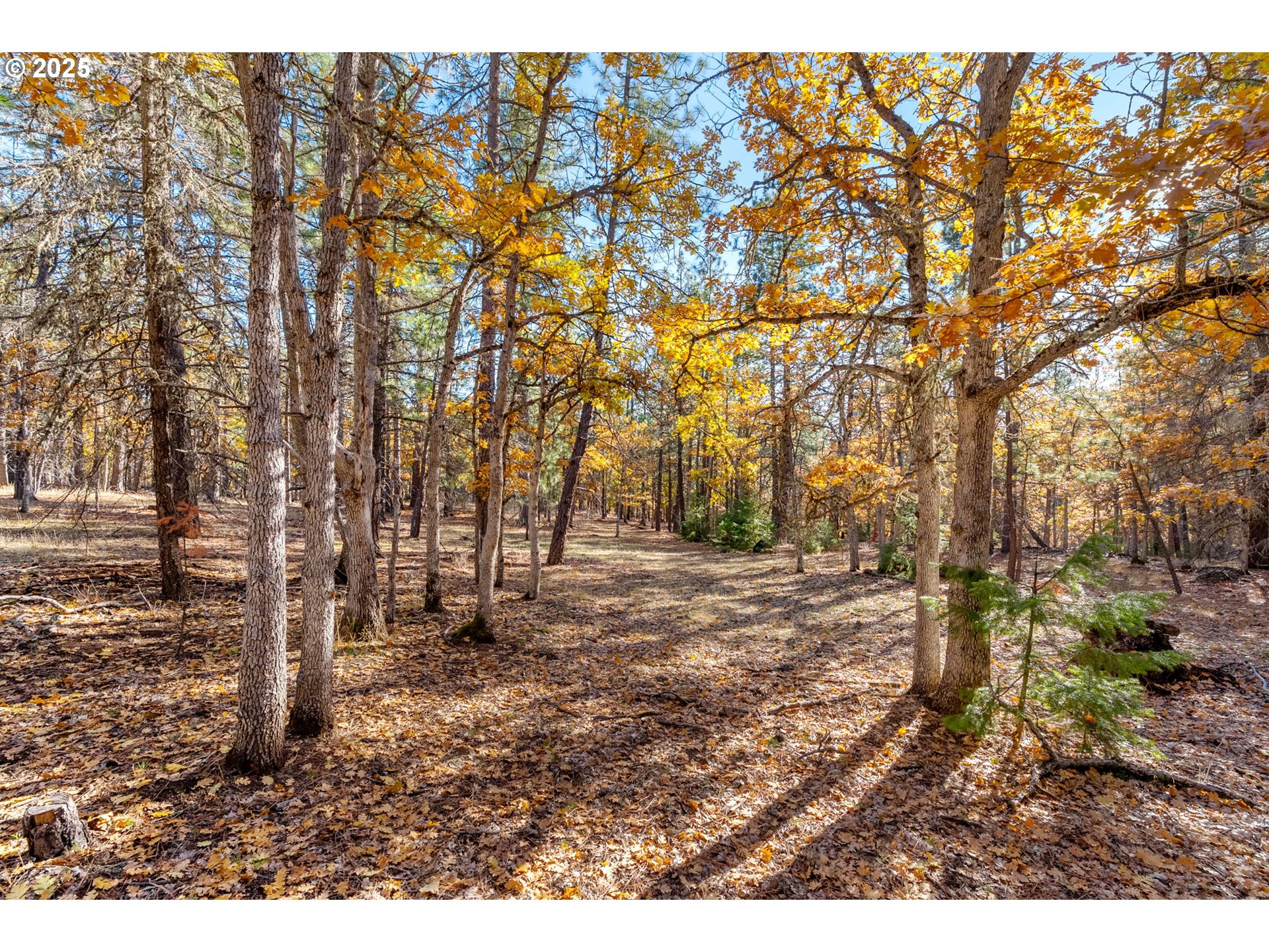 126 NOBLE FIR