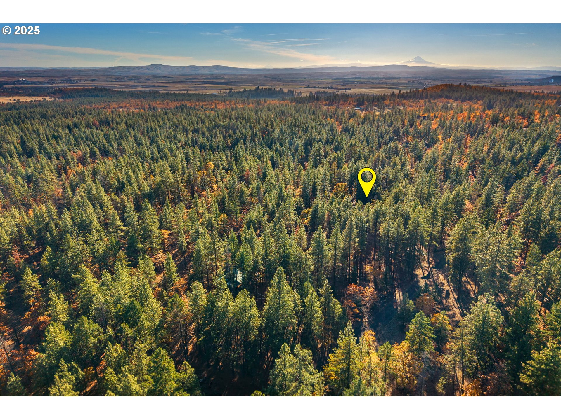 126 NOBLE FIR
