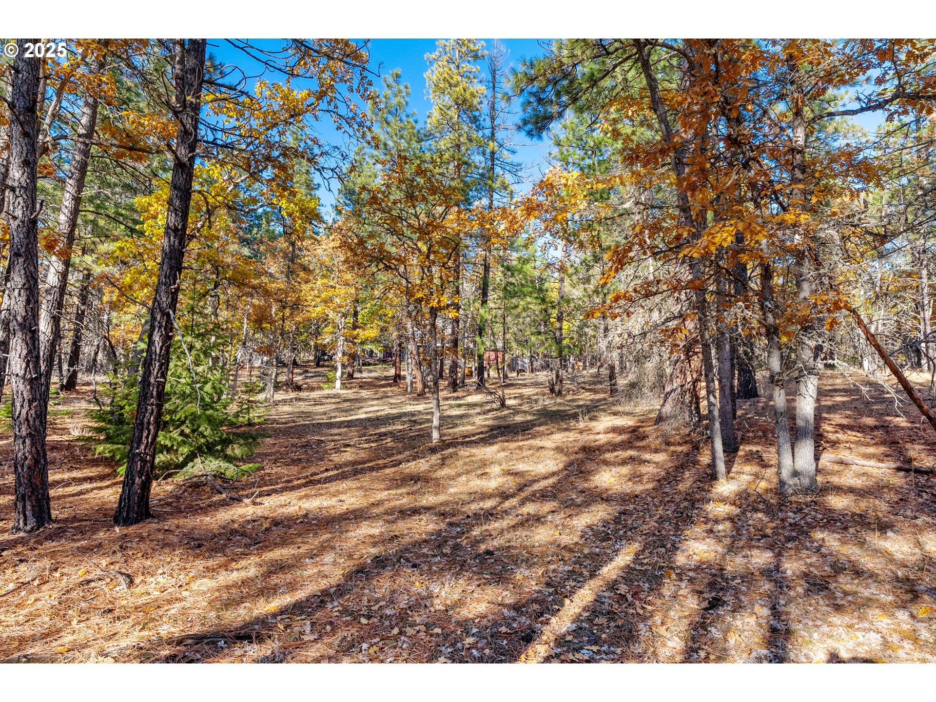 126 NOBLE FIR