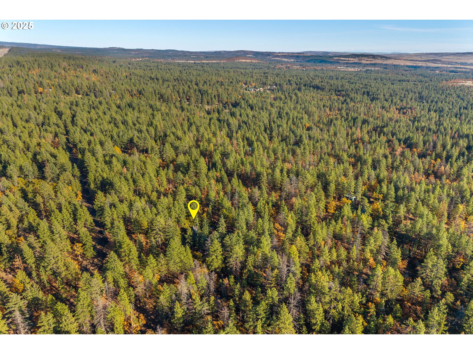 126 NOBLE FIR