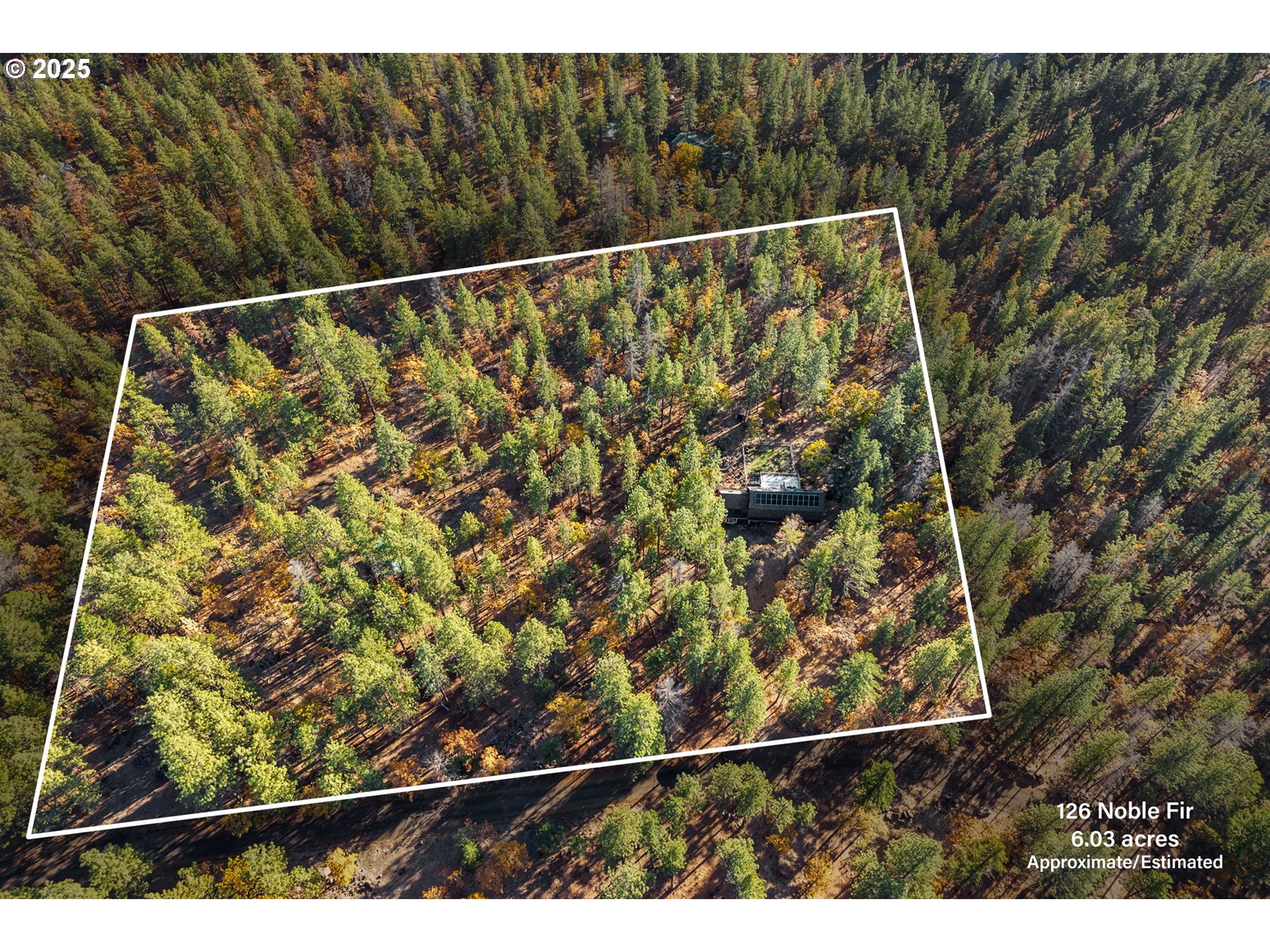 126 NOBLE FIR