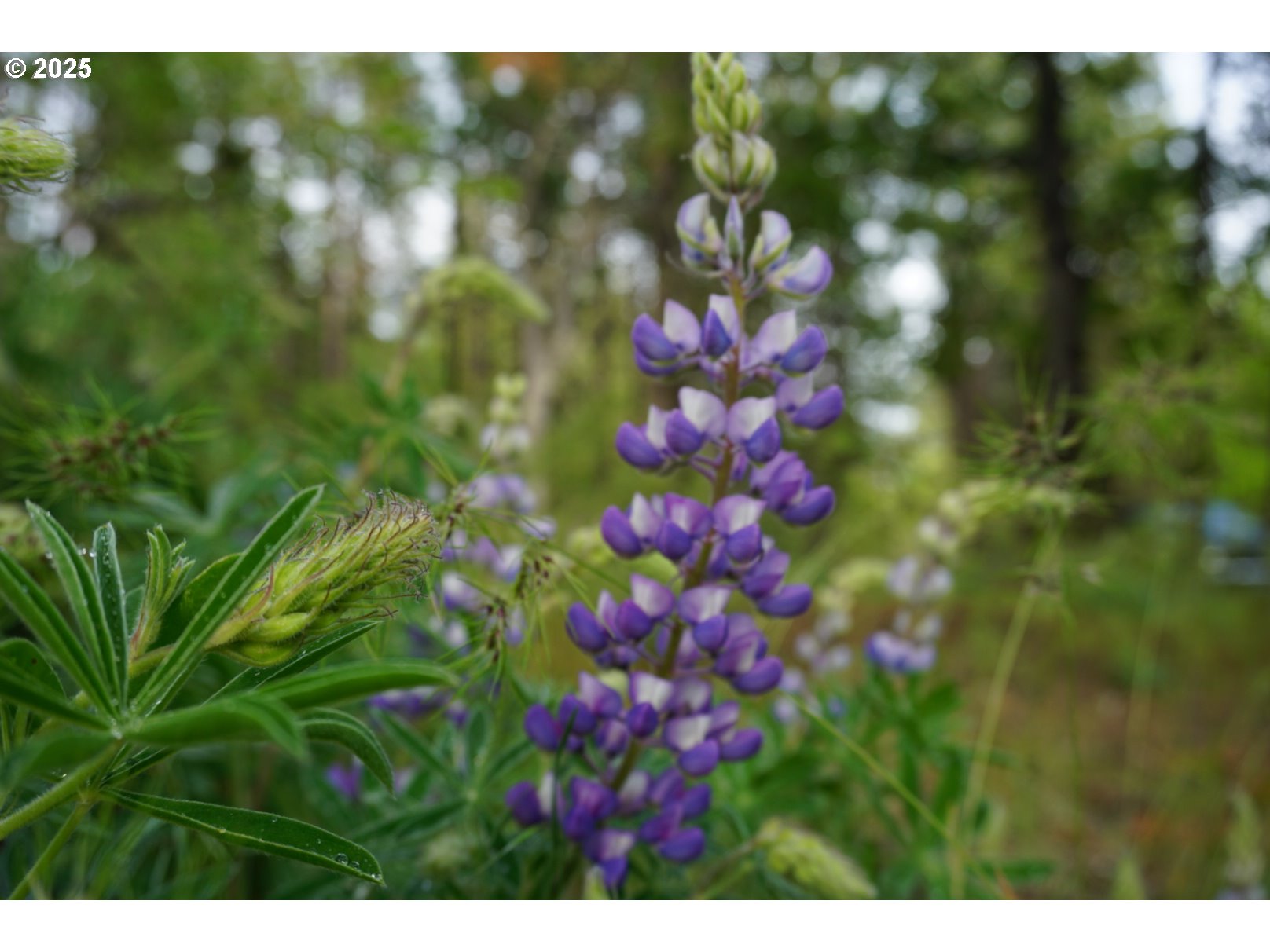 126 NOBLE FIR
