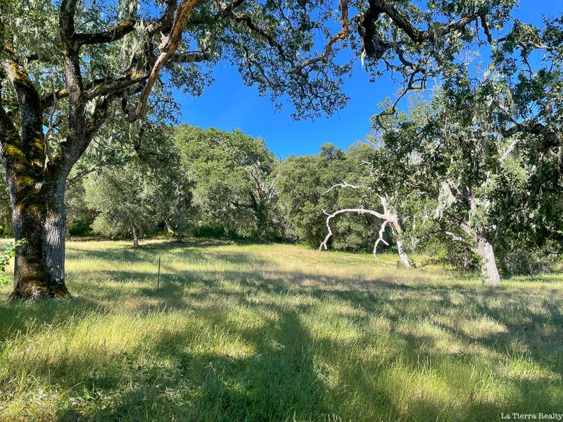 Grassy clearing framed by mature oak trees at 34221 Robinson Canyon Road.