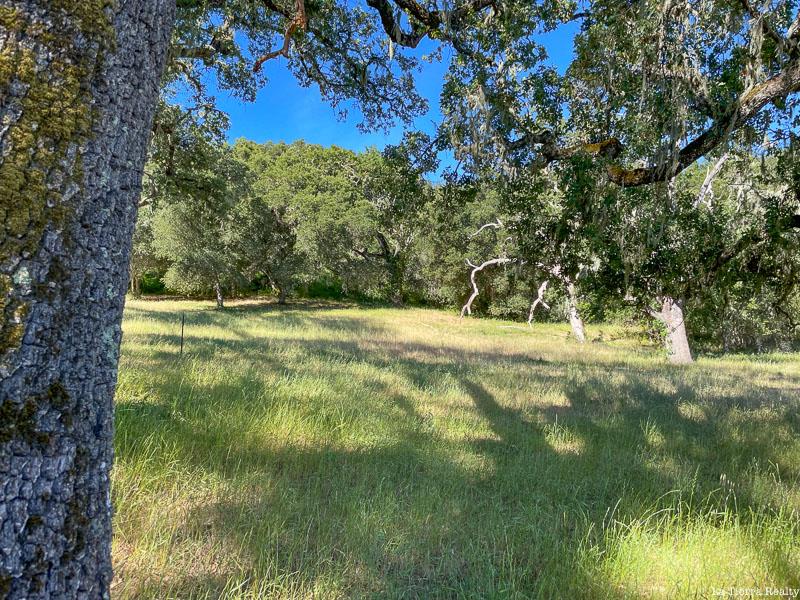 Grassy clearing beneath mature oak trees, framed by a large tree trunk.