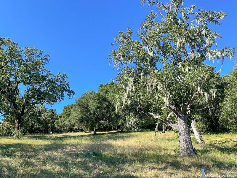 Grassy clearing with mature oaks, including a large tree draped in Spanish moss.