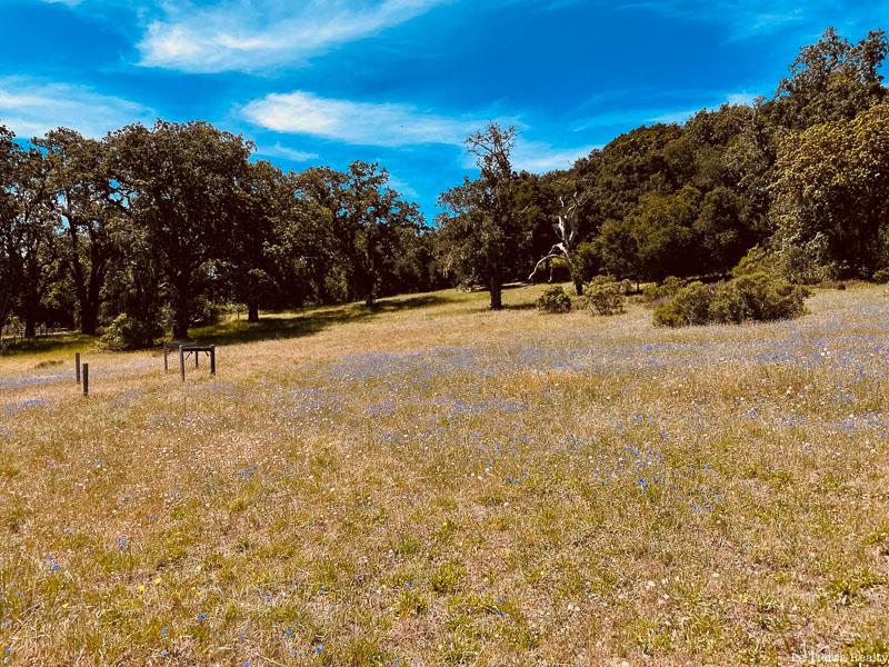 Open meadow with purple wildflowers and mature oak trees beneath a blue sky.
