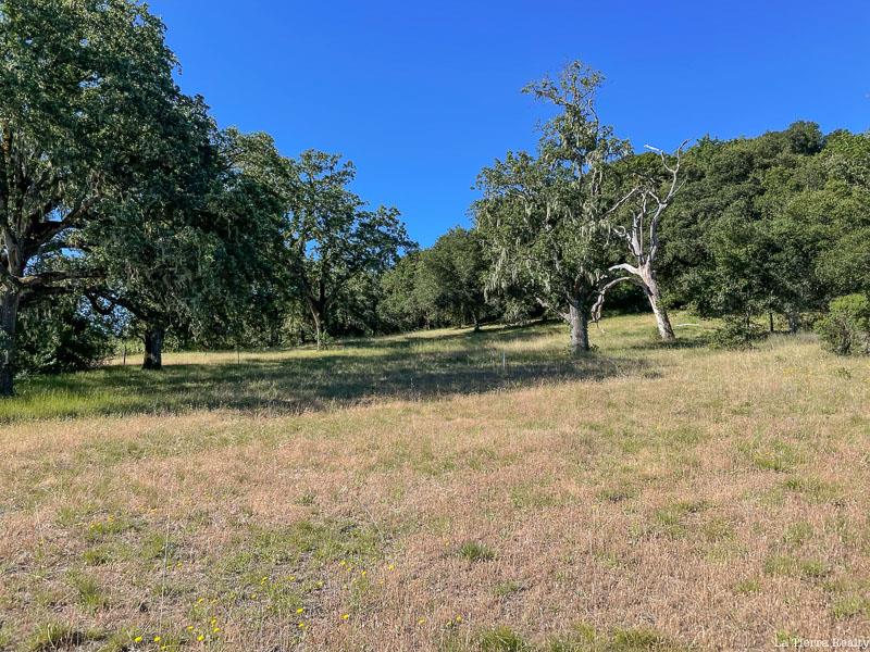 Grassy meadow with scattered oak trees and wooded hills.