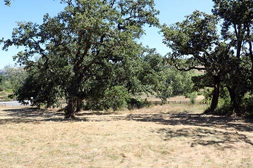 Open grassy property with mature oak trees casting broad shadows.