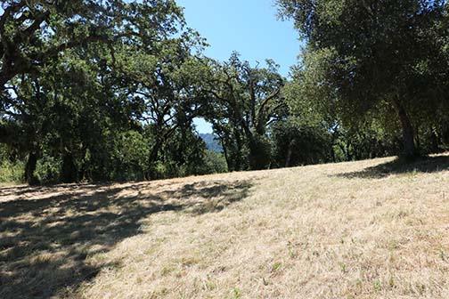 Sloping dry grass clearing bordered by mature oak trees, with a distant hillside visible through the trees.