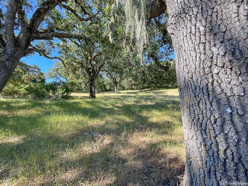 Grassy property clearing beneath mature oaks, with a large textured trunk in the foreground.