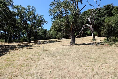 Open grassy clearing bordered by mature trees, with a bare-branched tree near the center.