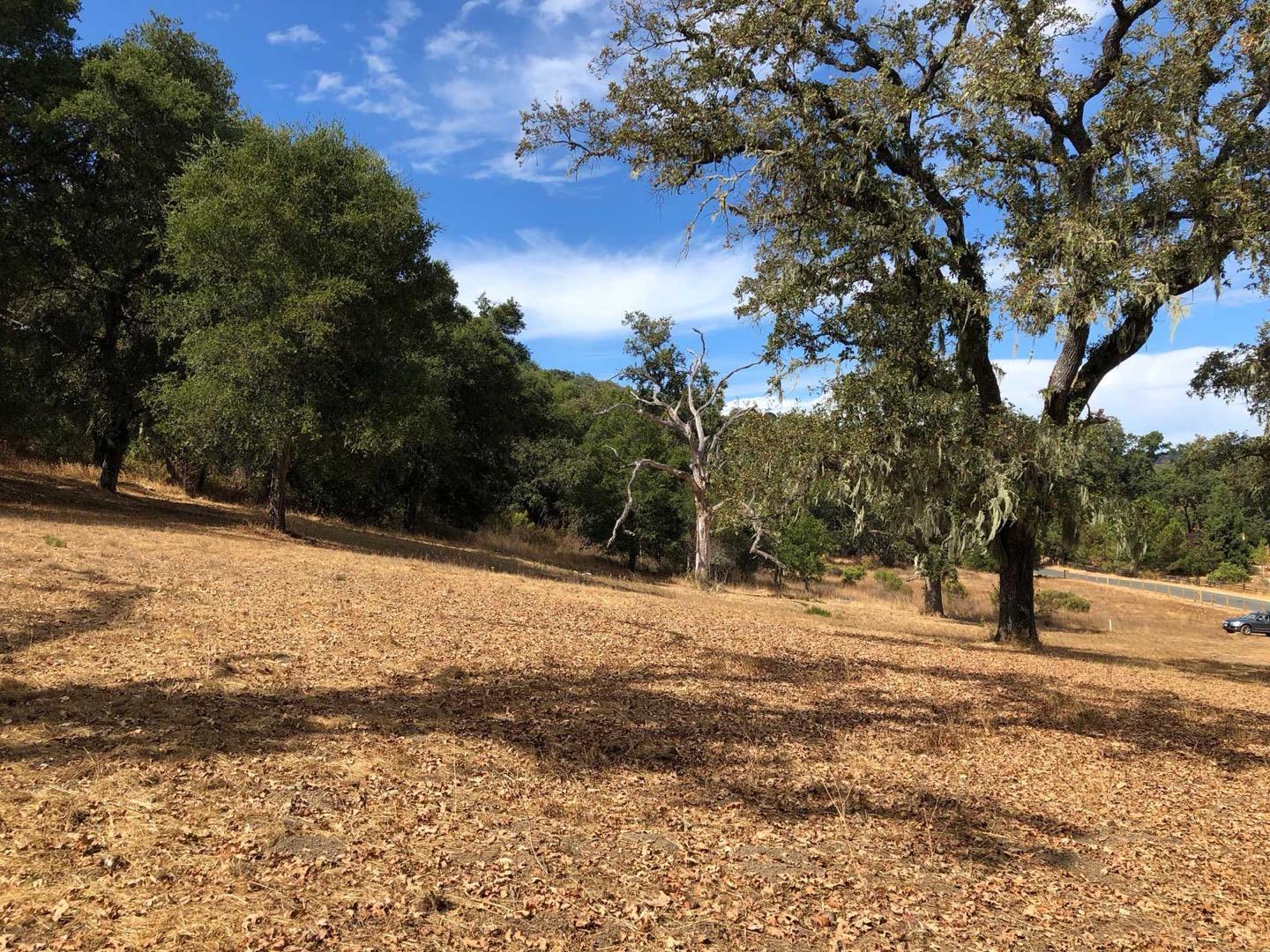 Dry, oak-studded hillside with fallen leaves and a road at the edge.