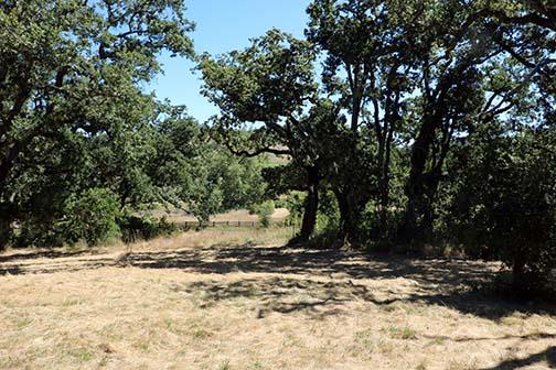 Dry grassy clearing beneath mature oak trees on a rural property.