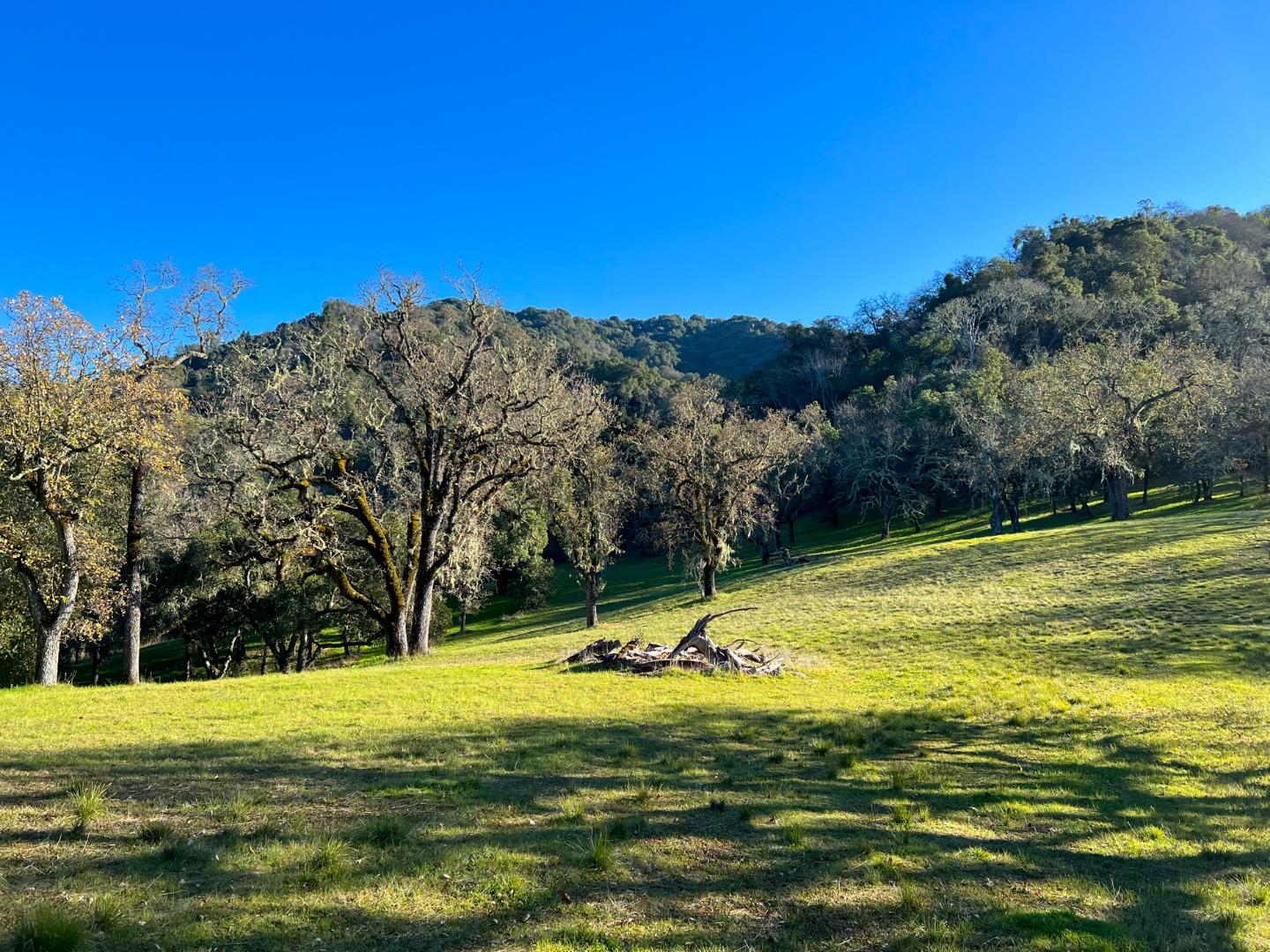 Grassy hillside with mature trees and wooded hills in the background.