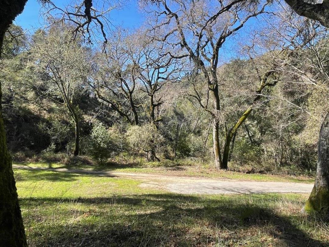 Wooded property clearing with a grassy verge and paved road beneath leafless trees.