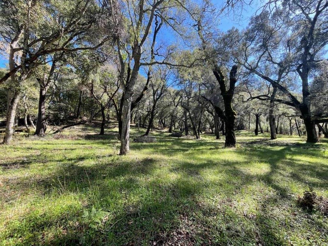Wooded property with a grassy clearing beneath mature oak trees.