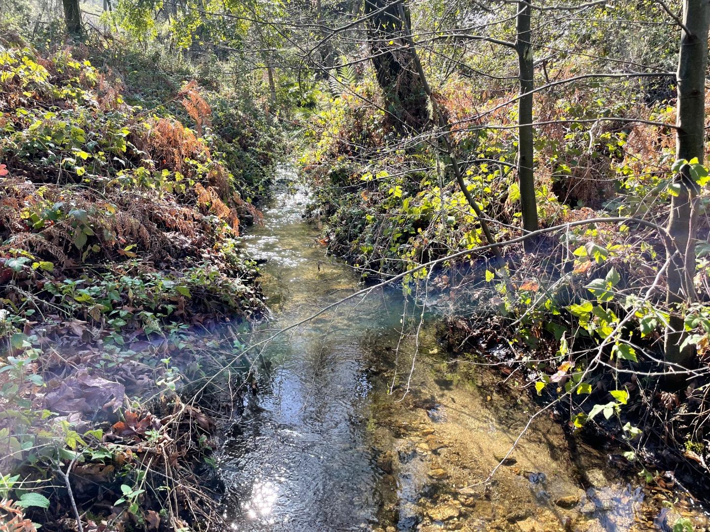 A shallow creek winds through a wooded area with leafy banks and sunlight reflecting on the water.