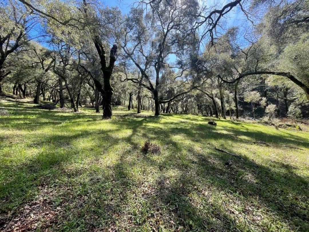 Grassy clearing surrounded by mature oak trees, with sunlight and long shadows across the ground.