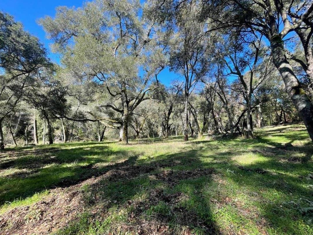 Grassy property clearing surrounded by mature trees with twisting branches.