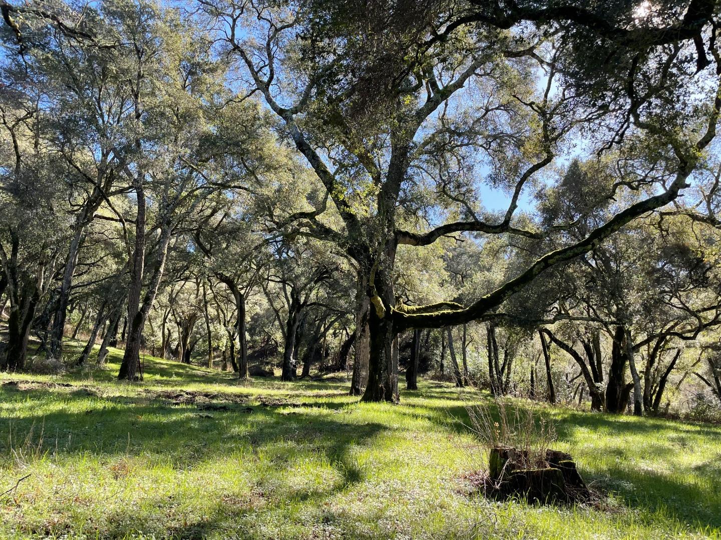 Grassy wooded property beneath mature spreading oak trees.