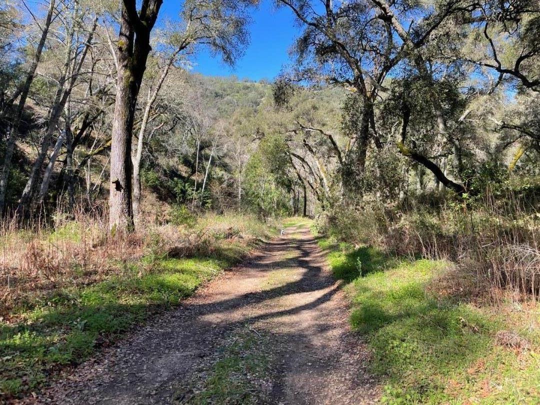 Wooded dirt trail winding uphill between mature trees and patches of green groundcover.