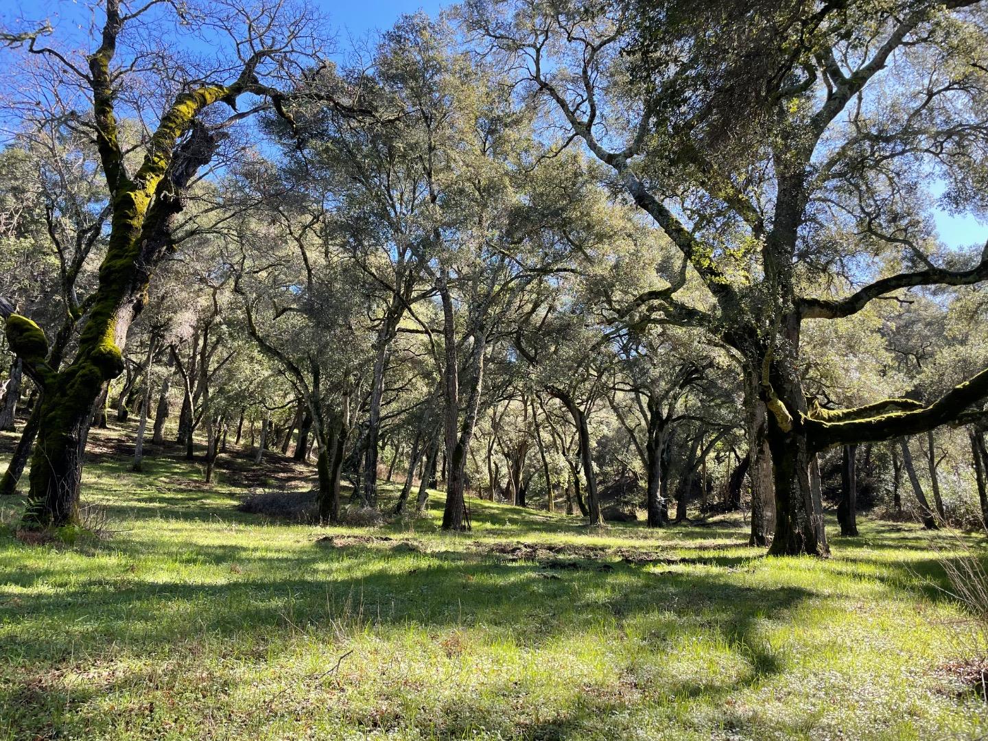 Wooded property with a grassy clearing beneath mature oak trees and moss-covered trunks.