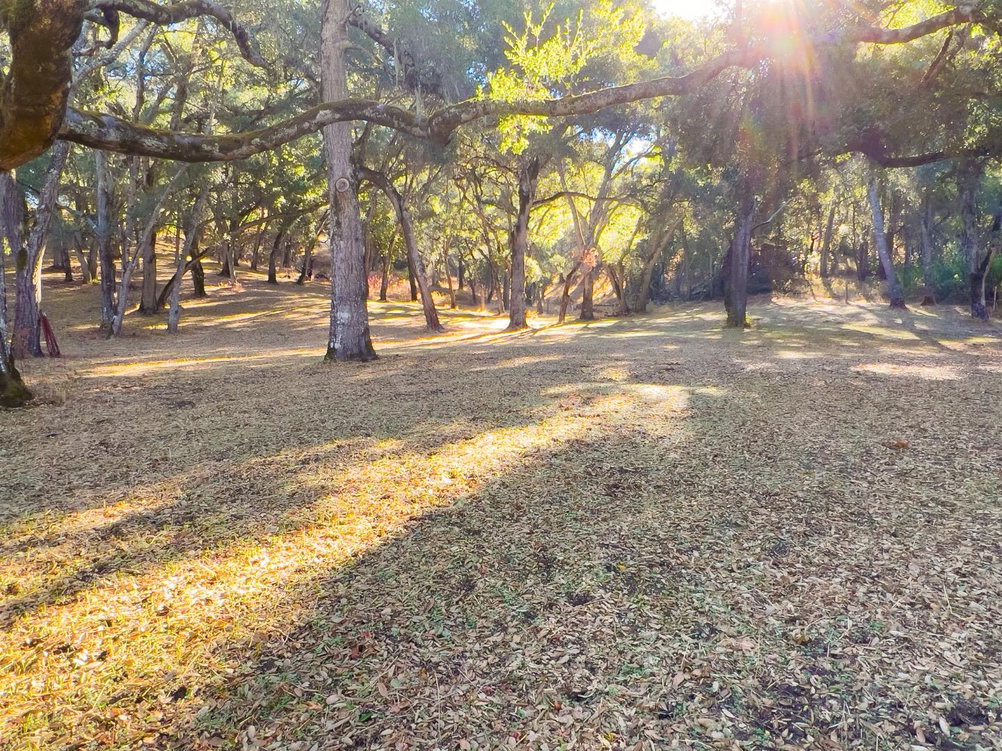 Leaf-covered grounds beneath mature trees, with warm sunlight filtering through the canopy.