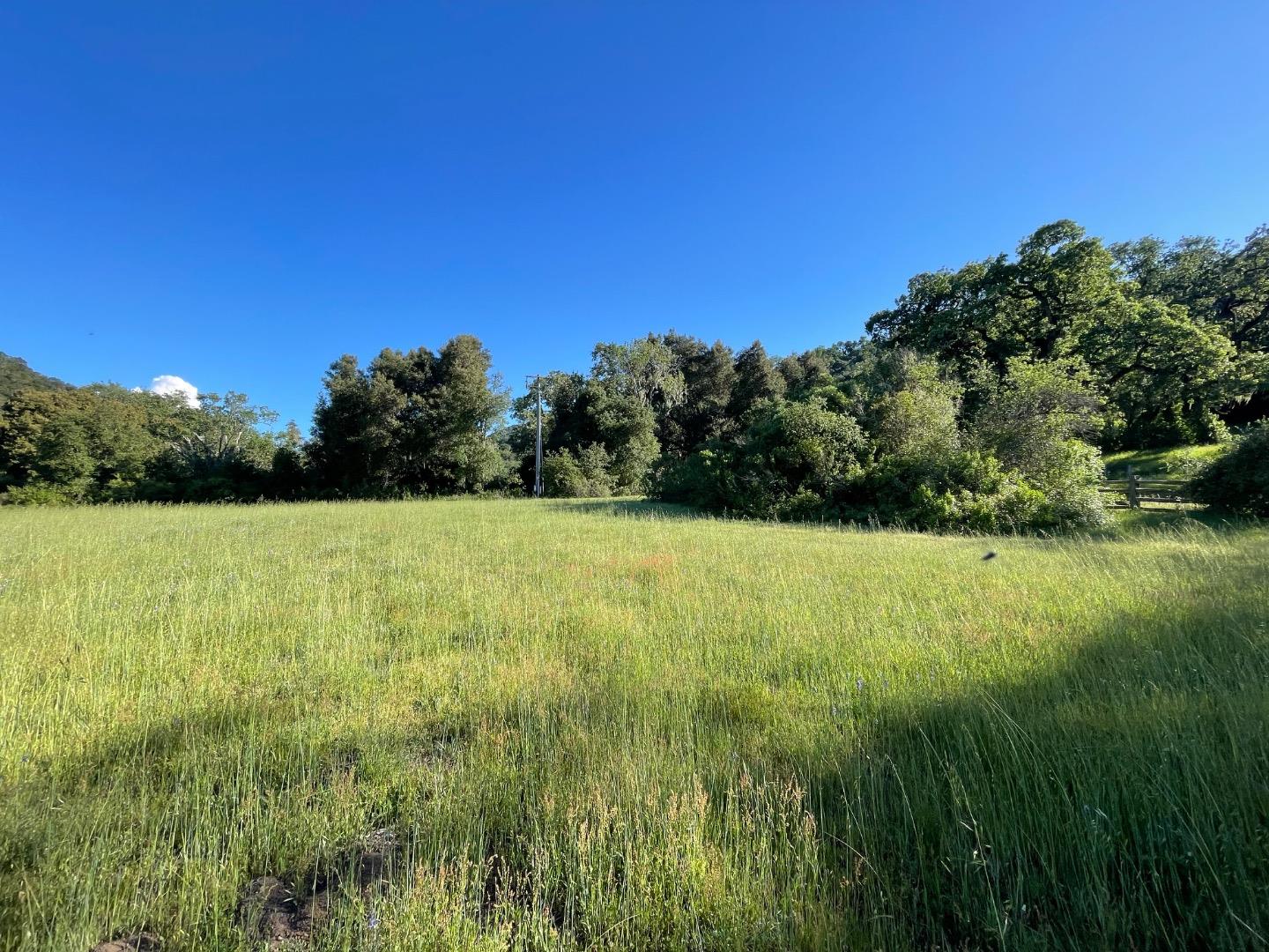 Grassy property meadow bordered by trees, with a utility pole and wooden fence.