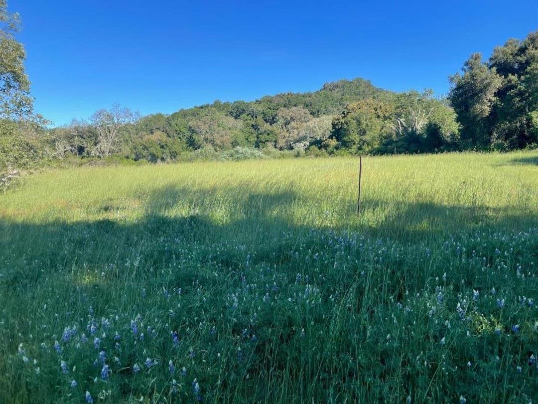 Wildflower meadow with wooded hills and a slender post in the field.