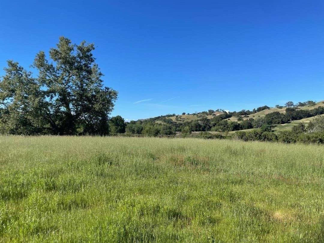 Grassy meadow with a large tree and rolling hills in the distance.