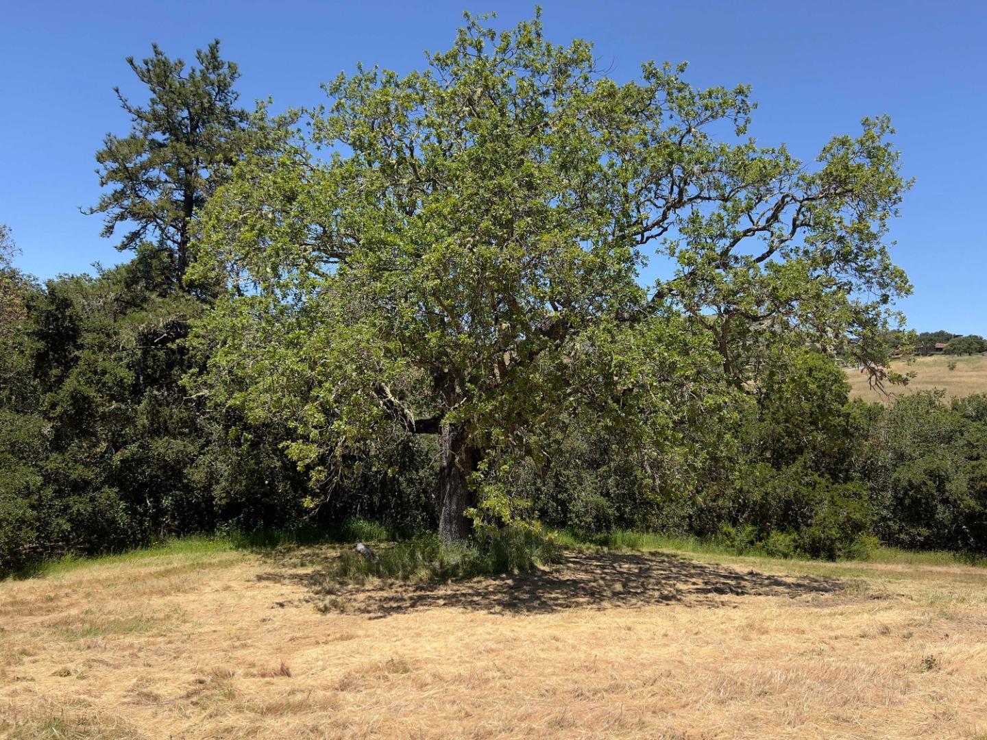 Large oak tree on a dry grassy lot, surrounded by shrubs and woodland.
