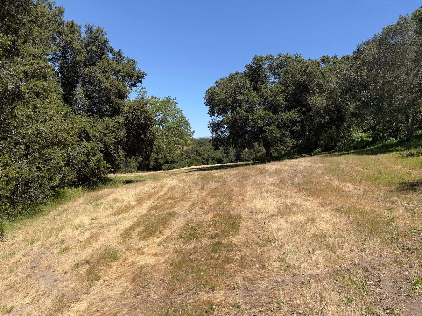 Grassy hillside clearing bordered by mature trees beneath a clear blue sky.
