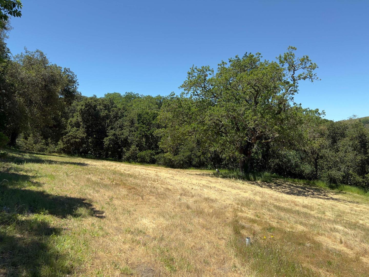 Grassy lot bordered by woodland, with a broad oak tree beneath a clear blue sky.