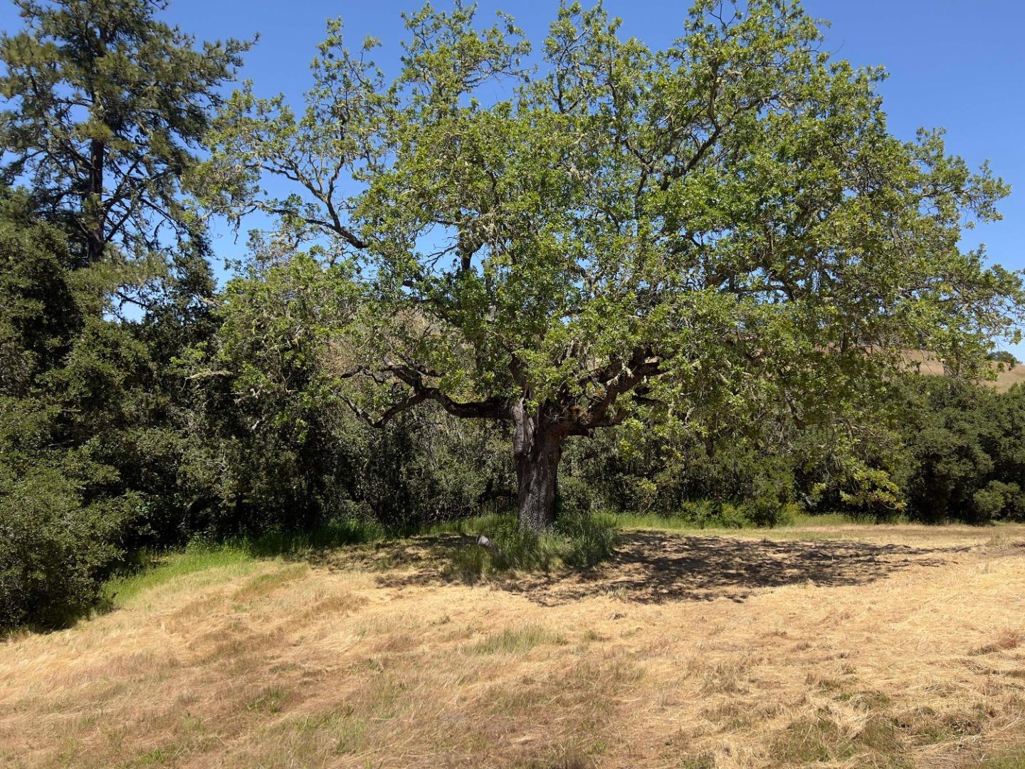 A large spreading oak tree stands in a dry grassy clearing bordered by dense vegetation.