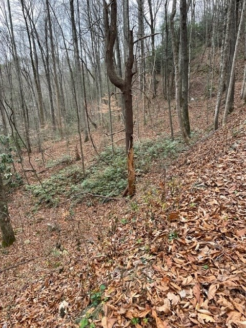 Lot 5 Hickory Hollow Way Way