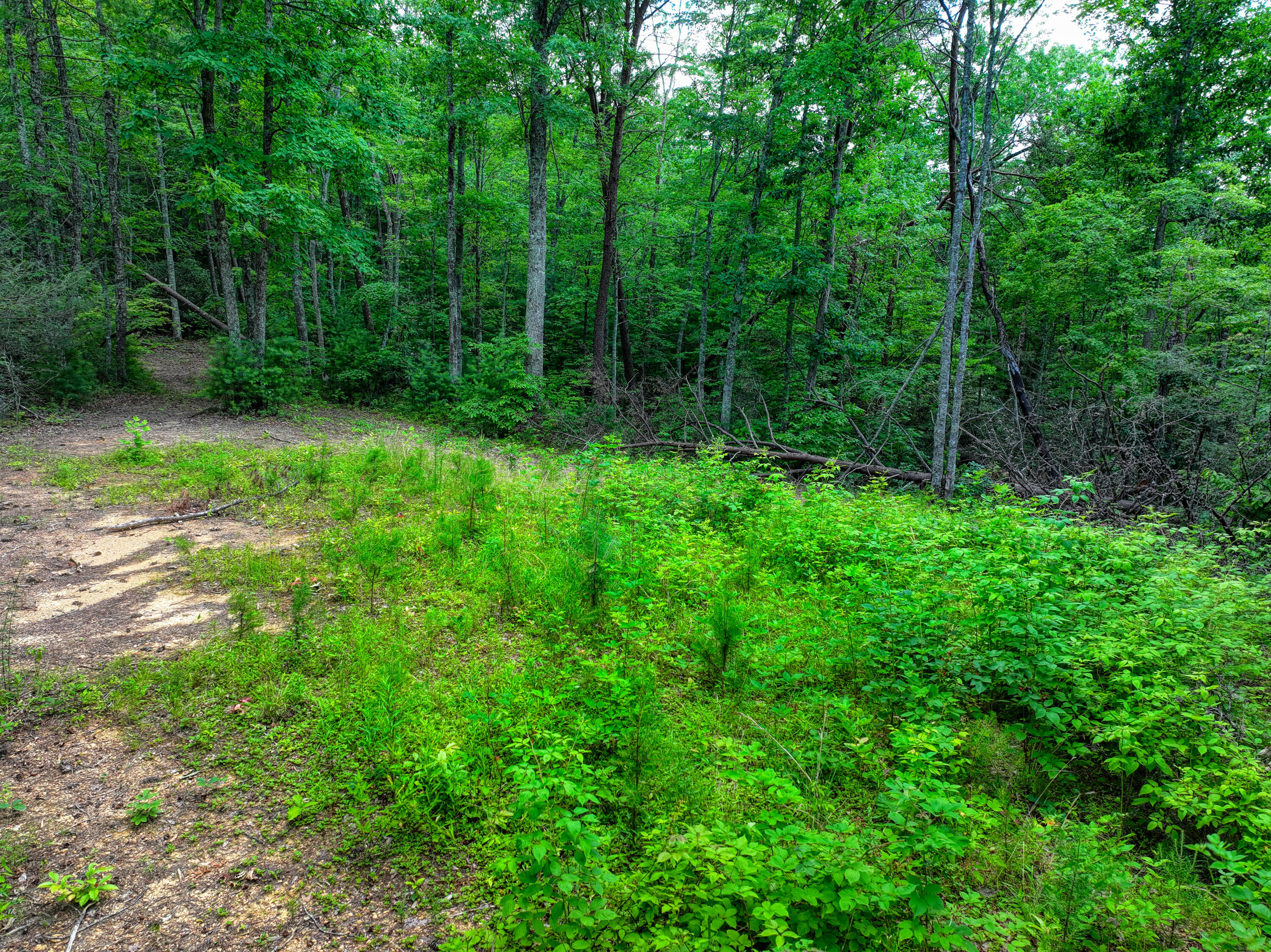 Lot 10 Newcombe Branch Road Road