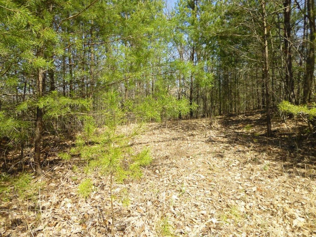 lots 24&25 Sonshine Ridge Rd.