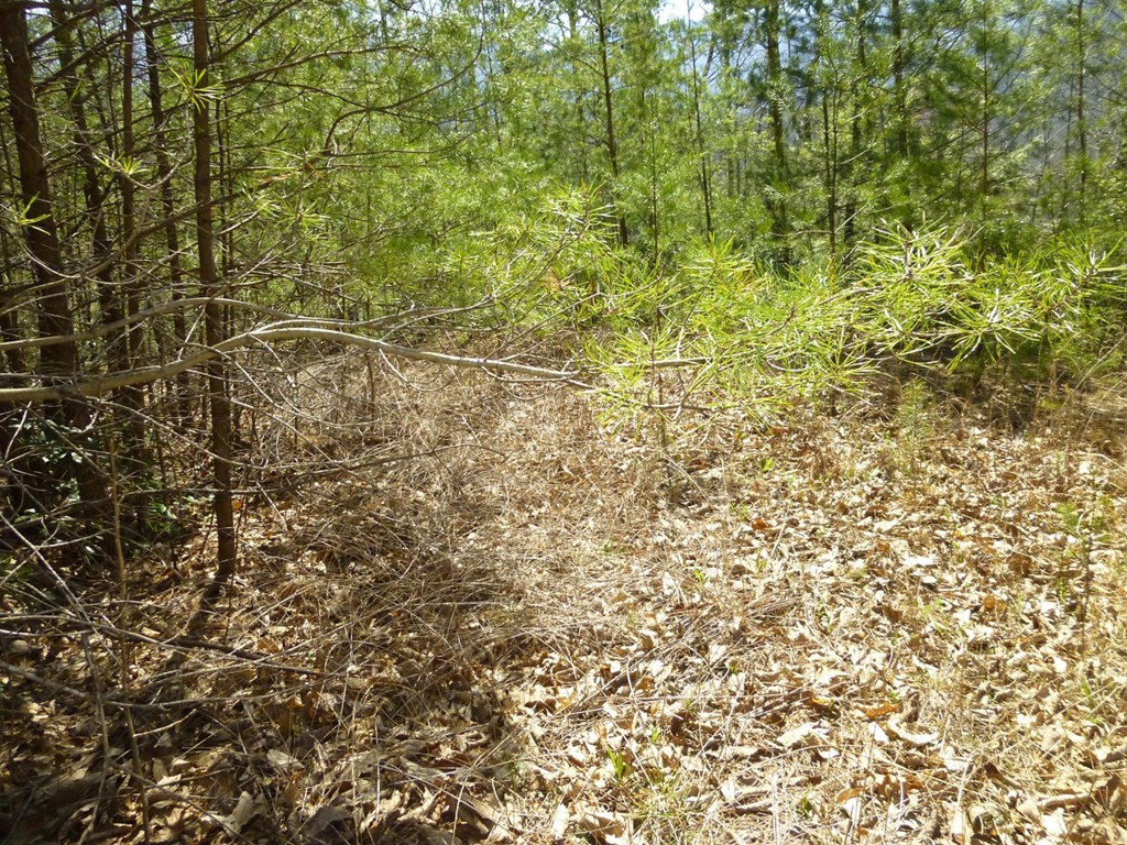 lots 24&25 Sonshine Ridge Rd.