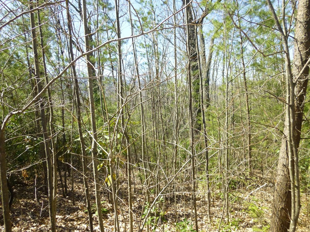 lots 24&25 Sonshine Ridge Rd.