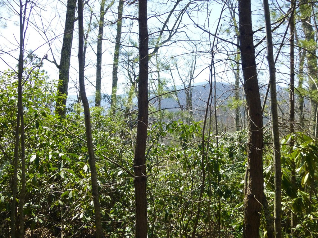 lots 24&25 Sonshine Ridge Rd.