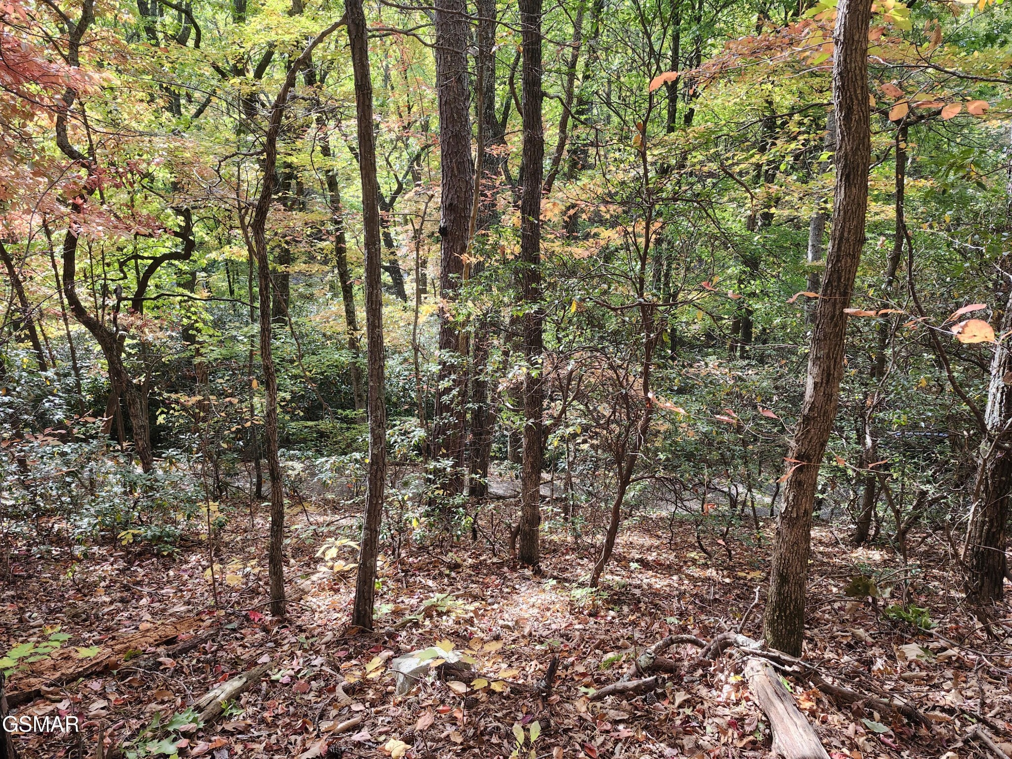 Wooded land with tall trees and autumn leaves covering the ground.
