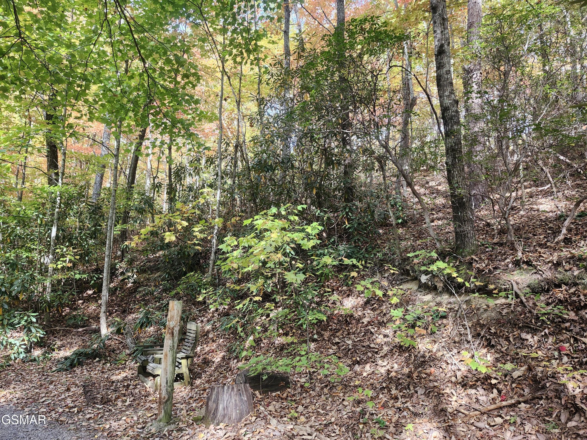 Wooded hillside with a rustic chair and stump among fallen autumn leaves.