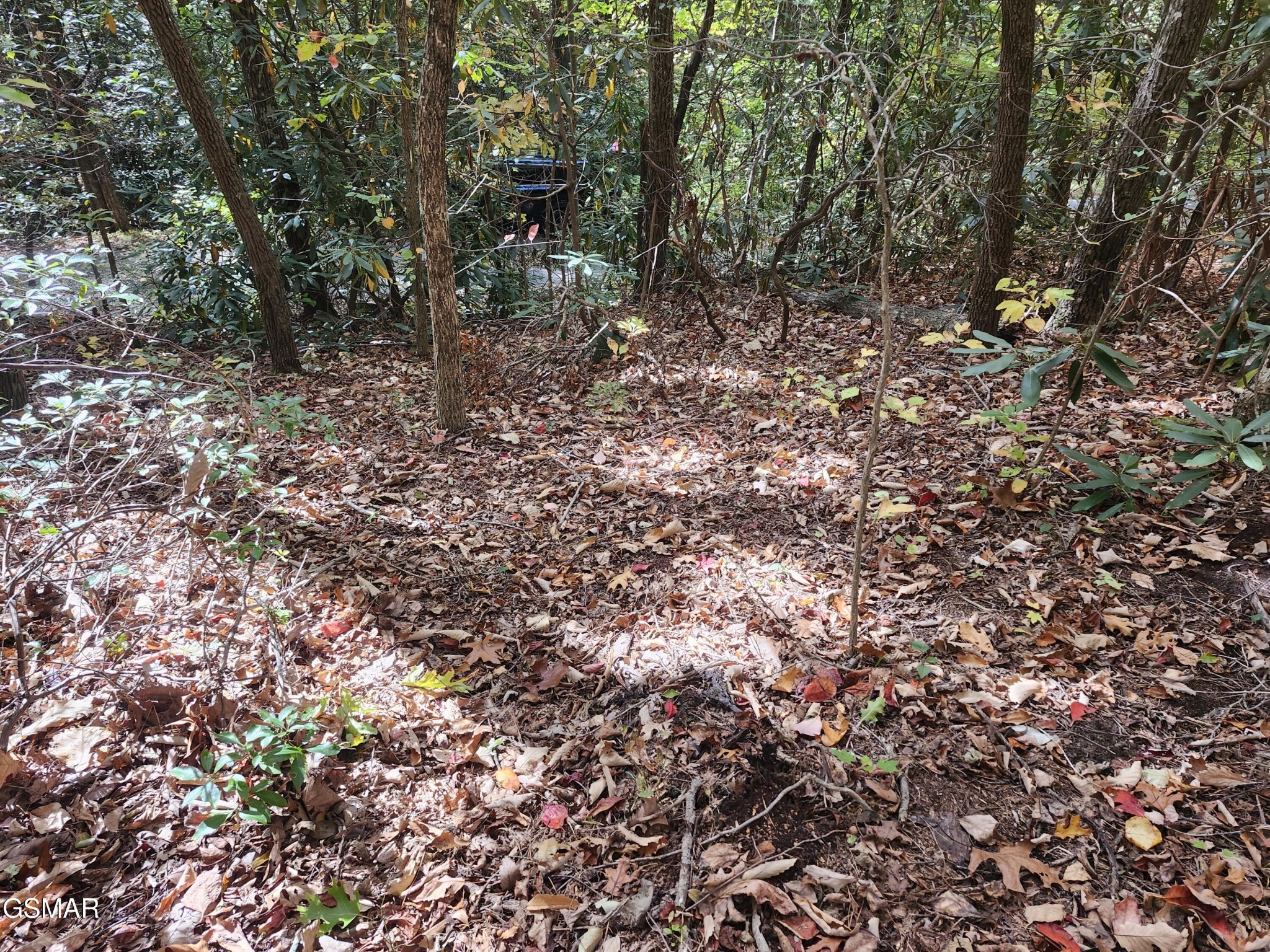 Wooded property lot with leaf-covered ground, mature trees, and dense undergrowth.