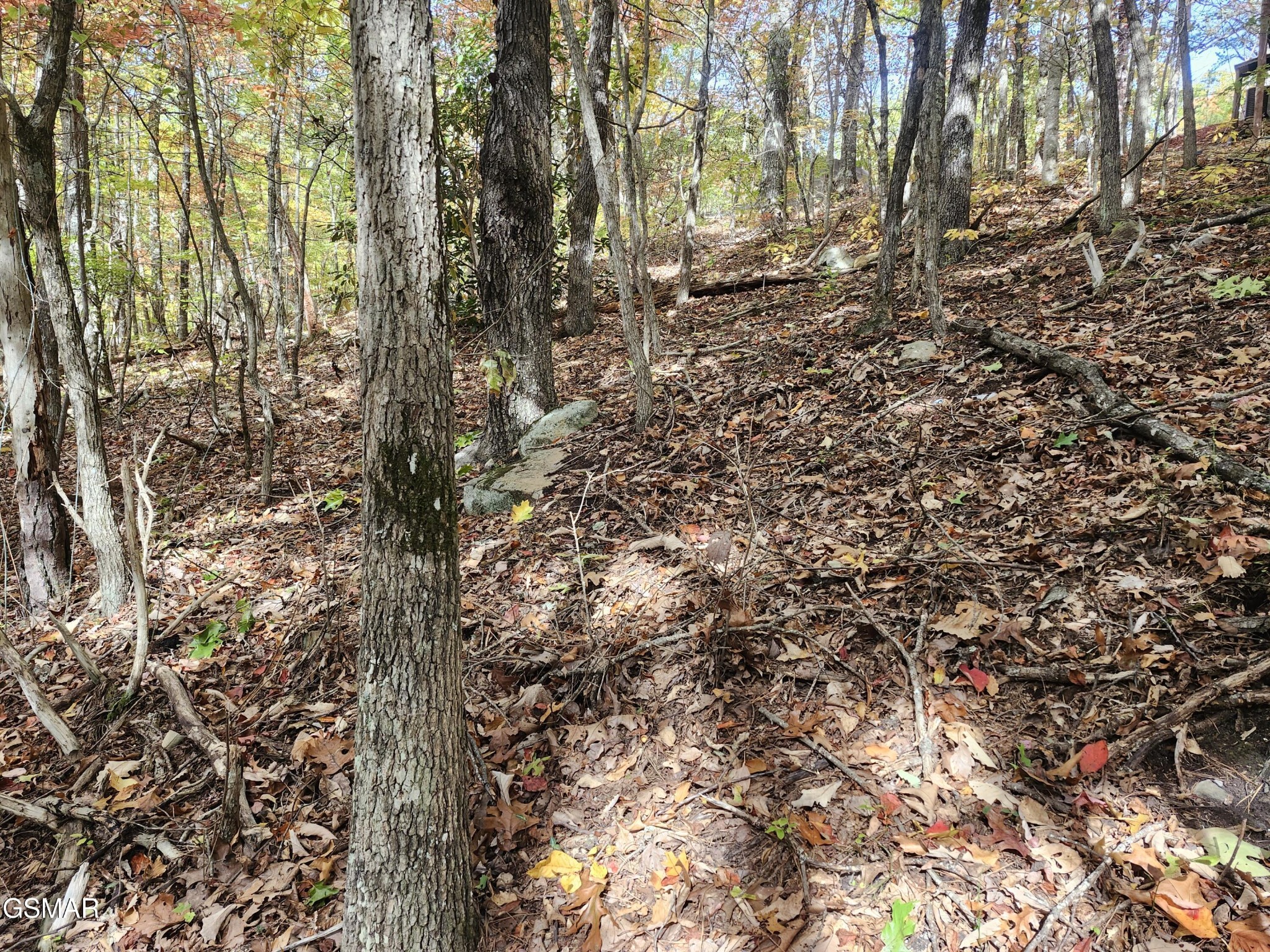 Wooded hillside lot with mature trees, rocks, and fallen autumn leaves.