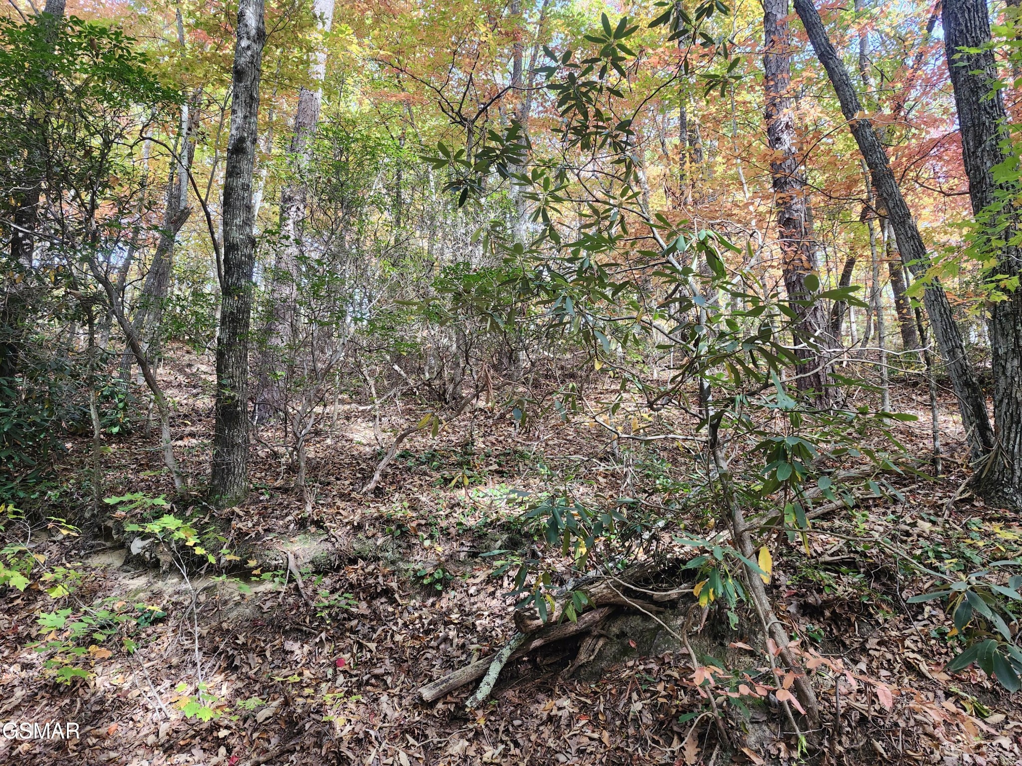 Wooded lot with mature trees, dense undergrowth, and leaf-covered ground.