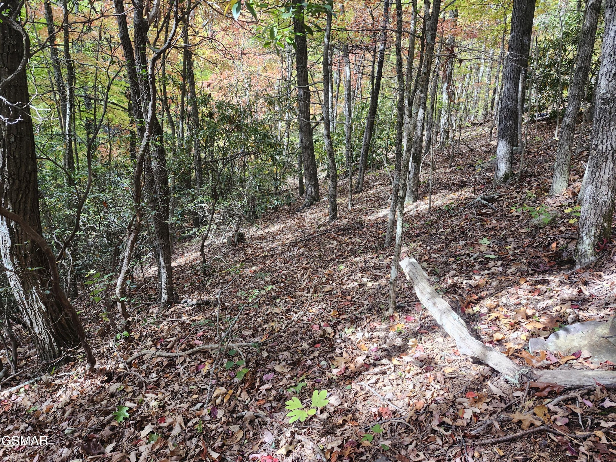 Wooded sloping lot with mature trees, autumn leaves, and a fallen tree trunk.