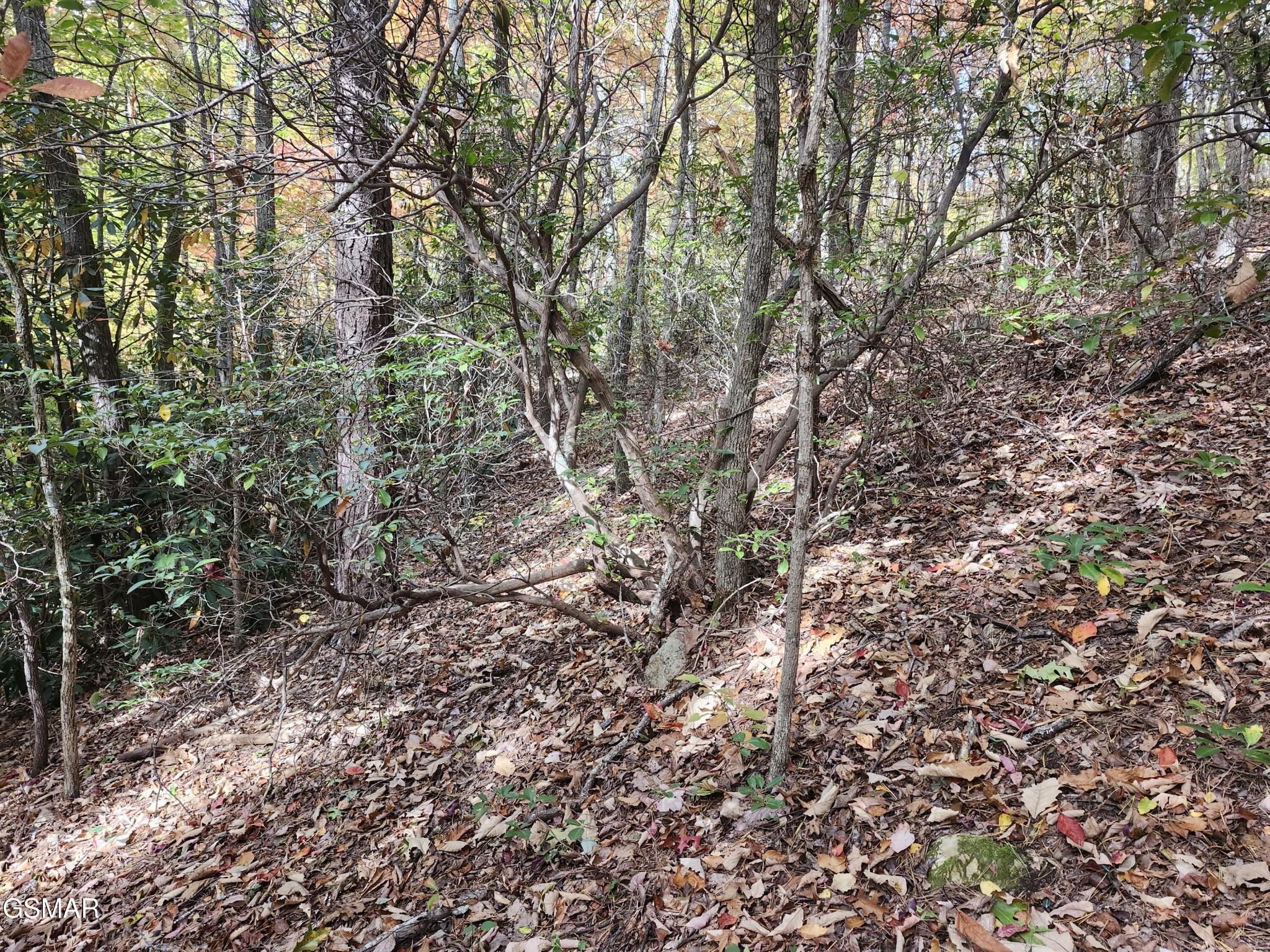 Steep wooded hillside lot with dense trees and a leaf-covered slope.
